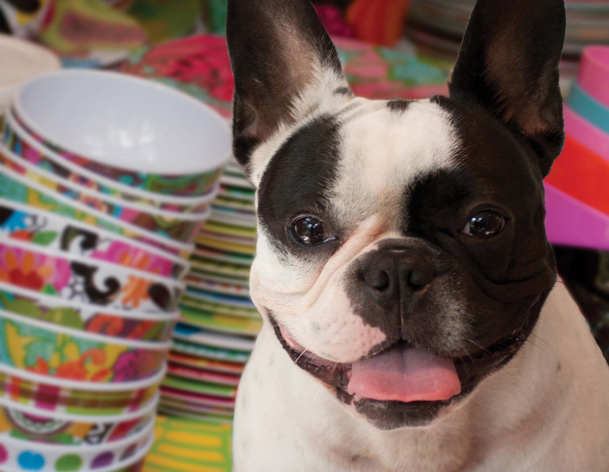 French Bull brand book interior spread: photo of french bull dog with merchandise in background
